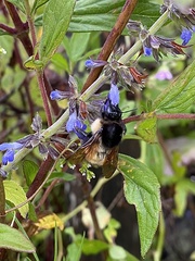 Bombus weisi