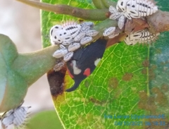 Enchophyllum quinquemaculatum