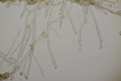 Pseudovirgaria