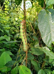 Gonimbrasia eblis