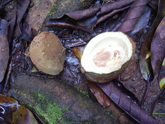 Trichilia grandifolia