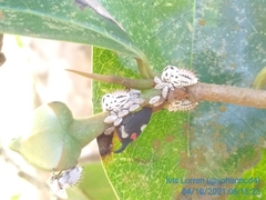 Enchophyllum quinquemaculatum
