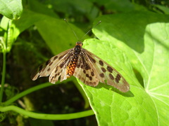 Acraea niobe