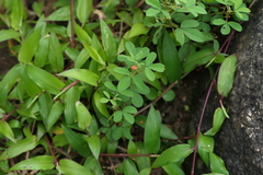 Indigofera prostrata