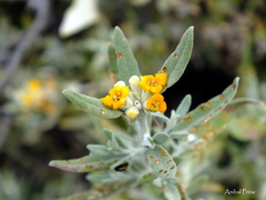 Buddleja mendozensis