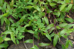 Indigofera prostrata