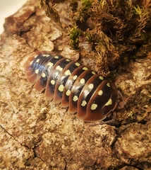 Armadillidium klugii
