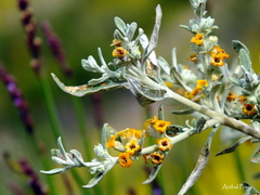 Buddleja mendozensis