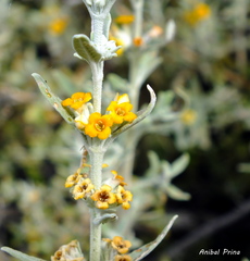 Buddleja mendozensis