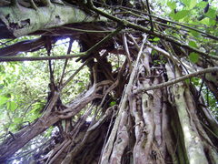 Ficus chlamydocarpa