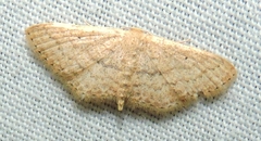 Scopula hypochra