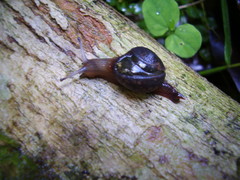 Apothapsia thomensis