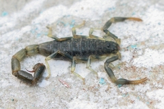 Uroplectes flavoviridis