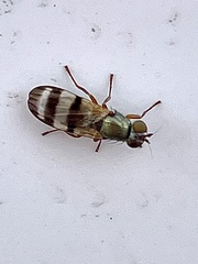 Chaetopsis massyla