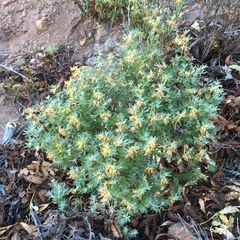 Acmispon dendroideus traskiae