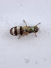 Chaetopsis massyla