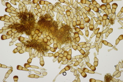 Puccinia caricina