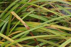 Puccinia caricina