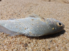 Umbrina