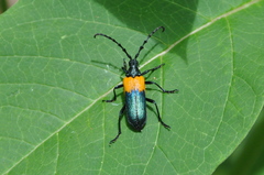 Desmocerus palliatus