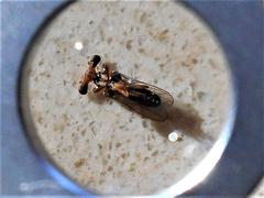 Sphyracephala beccarii