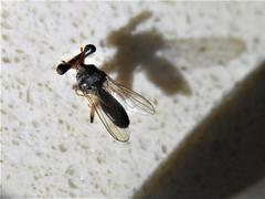 Sphyracephala beccarii