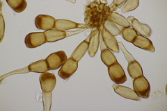 Puccinia caricina