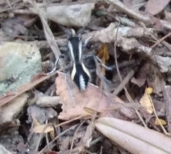 Traumatomutilla andrei