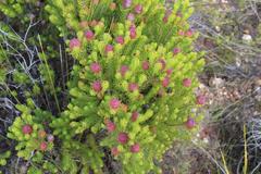 Leucadendron teretifolium