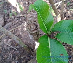 Traumatomutilla andrei