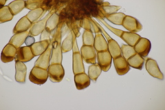 Puccinia caricina