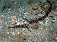 Syngnathus louisianae