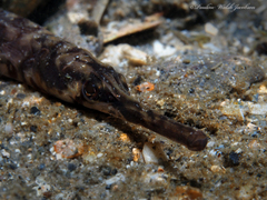 Syngnathus louisianae