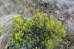 Leucadendron teretifolium