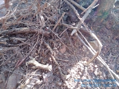 Traumatomutilla andrei