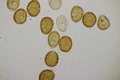 Puccinia caricina