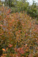 Berberis amurensis