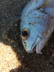 Umbrina