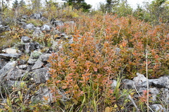 Berberis amurensis