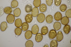 Puccinia caricina