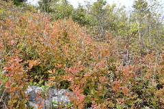 Berberis amurensis