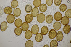 Puccinia caricina
