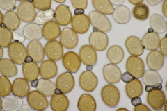 Puccinia caricina