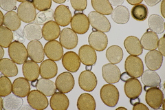 Puccinia caricina