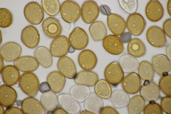 Puccinia caricina