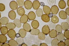 Puccinia caricina