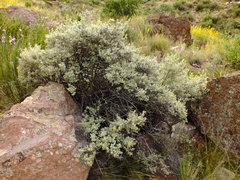 Buddleja mendozensis