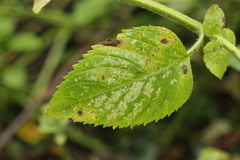 Puccinia menthae