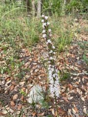 Liatris tenuifolia