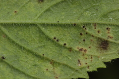 Puccinia menthae